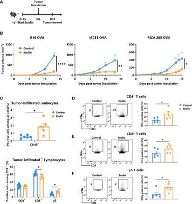 Inulin prebiotic reinforces host cancer immunosurveillance via ɣδ T cell activation